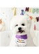 Cat Birthday Hat Scarf Set 2 Pcs, Pet Costumes Headwear Accessories, Pet Birthday Party Supplies,Adjustable Pet Collar Bowtie, Suitable for Kitten, Small Medium Dog (Blue) + FREE Cat Chew Stick