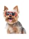PETLESO Dog Goggles Small Breed, Dog Sunglasses Small Breed Dog Eye Sun Light Protection, UV Protection Goggles for Dog with Adjustable Straps, Small Orange