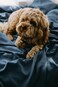 Naked Labs Bamboo Duvet Cover - Double - Midnight Dive (Palau Midnight) 200 cm &times; 220 cm 6'6" &times; 7'2