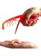 Shrimp Peeling Plier Kitchen Crayfish Stripping Prawn Peelers Tools
