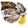  Oysters Cancale No. 3 - 12 Pieces
