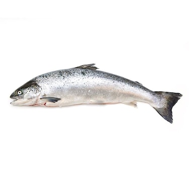 Fresh Whole Norwegian Salmon 2/3Kg
