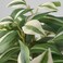 Artificial Potted Plant In/Outdoor/Tradescantia Zebrina 12cm