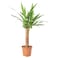 Potted Plant Spineless Yucca 14cm