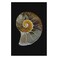 Poster Nautilus 61X91cm