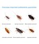 Pack Of 4 Advion Cockroach Gel Bait 30G 1 Plunger And 1Tip Safer And More Effective In Killing Cockroaches
