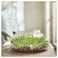 Scented Candle In Glass Fresh Grass/Light Green 40 Hr