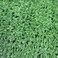 Msa 12Mm Artificial Grass Designed Carpet- 25X25Cm