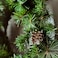 Christmas Artificial Wreath In/Outdoor Pine Cone 45 Cm