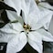Christmas Artificial Potted Plant In/Outdoor Poinsettia/White 12 Cm