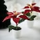 Christmas Artificial Potted Plant In/Outdoor Poinsettia/Red 6 Cm