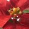 Christmas Artificial Potted Plant In/Outdoor Poinsettia/Red 6 Cm