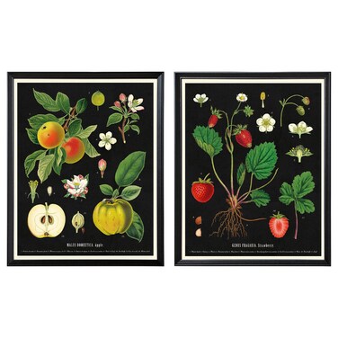 Frame With Poster Vintage Botanical Fruit Charts 40X50 Cm 2 In Pack