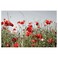 Picture Red Field Flowers 118X78 Cm