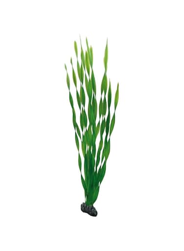 Hobby Vallisneria 60 cm