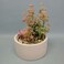 Danube Home EC-Nomad Succulent Planter 13X13X18cm