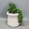 Danube Home EC-Nomad Succulent Cement Planter 15X13X21cm
