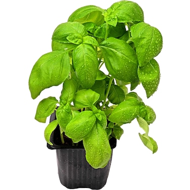 أوراق الريحان (تولسي)