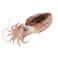 Fresh Cuttlefish