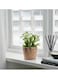 Generic Plant Pot Water Hyacinth