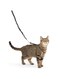 PetSafe Come With Me Kitty Harness and Bungee Leash, Harness for Cats, Medium, Black/Silver