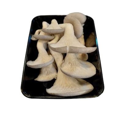 Mushroom Gray Oyster 200g