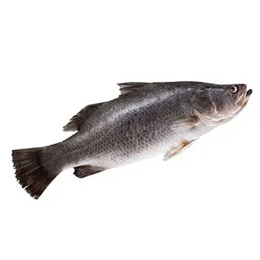Barramundi Fresh