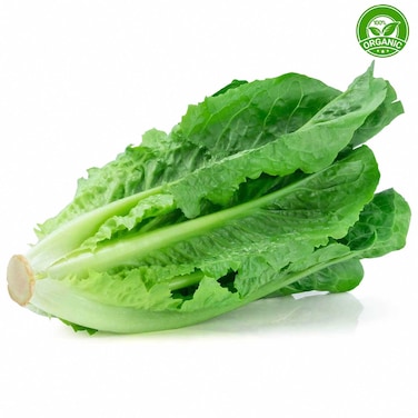 Organic Lettuce Romaine Prepacked