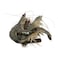 Fresh Tiger Shrimps U10