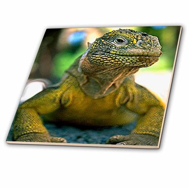 3dRose Land Iguana 8 Inch Ceramic Tile
