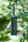 Brome Squirrel Buster Mini Squirrel-proof Bird Feeder w/4 Metal Perches, 0.98-pound Seed Capacity