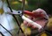 Okatsune 103 Bypass Pruners General Purpose Medium