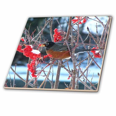 3dRose ct_16889_1 Robin in The Mountain Ash Tree 2 Ceramic T