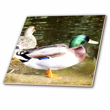 3dRose ct_24854_1 Duck Ceramic Tile, 4-Inch