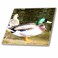3dRose ct_24854_1 Duck Ceramic Tile, 4-Inch