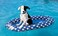SwimWays Paddle Paws Spring Float Dog Raft