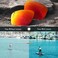 TRUSHELL Polarized Replacement Lenses for Oakley Latch OO9265 Sunglass