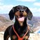 BUDDY BELT Harness Moonwalk - Luxury Edition (3.5)
