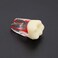 SEUJJRO 7Pcs Teeth Root Canal Model Endodontic File RCT Practice Pulp for Teaching Study