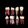 SEUJJRO 7Pcs Teeth Root Canal Model Endodontic File RCT Practice Pulp for Teaching Study