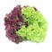 Lettuce Mix Hydrophonic 300g