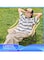 Manful Portable Folding Camping Chair