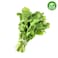 Organic Rocket
