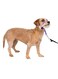 PetSafe Gentle Leader Headcollar, No-Pull Dog Collar &ndash; Perfect for Leash &amp; Harness Training &ndash; Stops Pets from Pulling and Choking on Walks &ndash; Small, Deep Purple