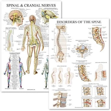 2 Pack: Spinal And Cranial Nerves + Disorders Of The Spine Poster Set - Set Of 2 Anatomical Charts - Laminated - 18" X 24