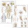 2 Pack: Spinal And Cranial Nerves + Disorders Of The Spine Poster Set - Set Of 2 Anatomical Charts - Laminated - 18" X 24