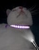 Taglory Reflective Cat Collar With Bell And Safety Release, 2-Pack Girl Boy Pet Kitten Collars Adjustable 19-32Cm Purple
