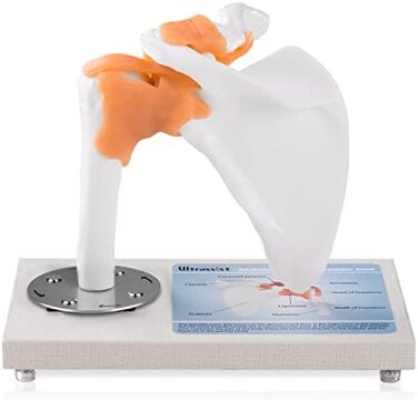 360 Degree Rotatable Human Shoulder Joint Skeleton Model With Ligaments, Flexible Scientific Life Size With Wooden Display Base, Includes Anatomy Diagram