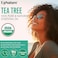 Usda Certified Organic Tea Tree Essential Oil 2Oz &ndash; 100% Natural &amp; Pure Tea Tree Oil For Skin Care, Hair Growth Serum &amp; Healthy Toenail - Premium Quality Aromatherapy Oil For Hair Skin And Nails