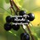 قناع تكييف الشعر بزيت التامانو بالضغط البارد، 8.45 أونصة سائلة. أوز، العناية الكورية للشعر الجاف التالف، علاج الترطيب العميق بالكشمش الأسود، عبوة من 5 قطع